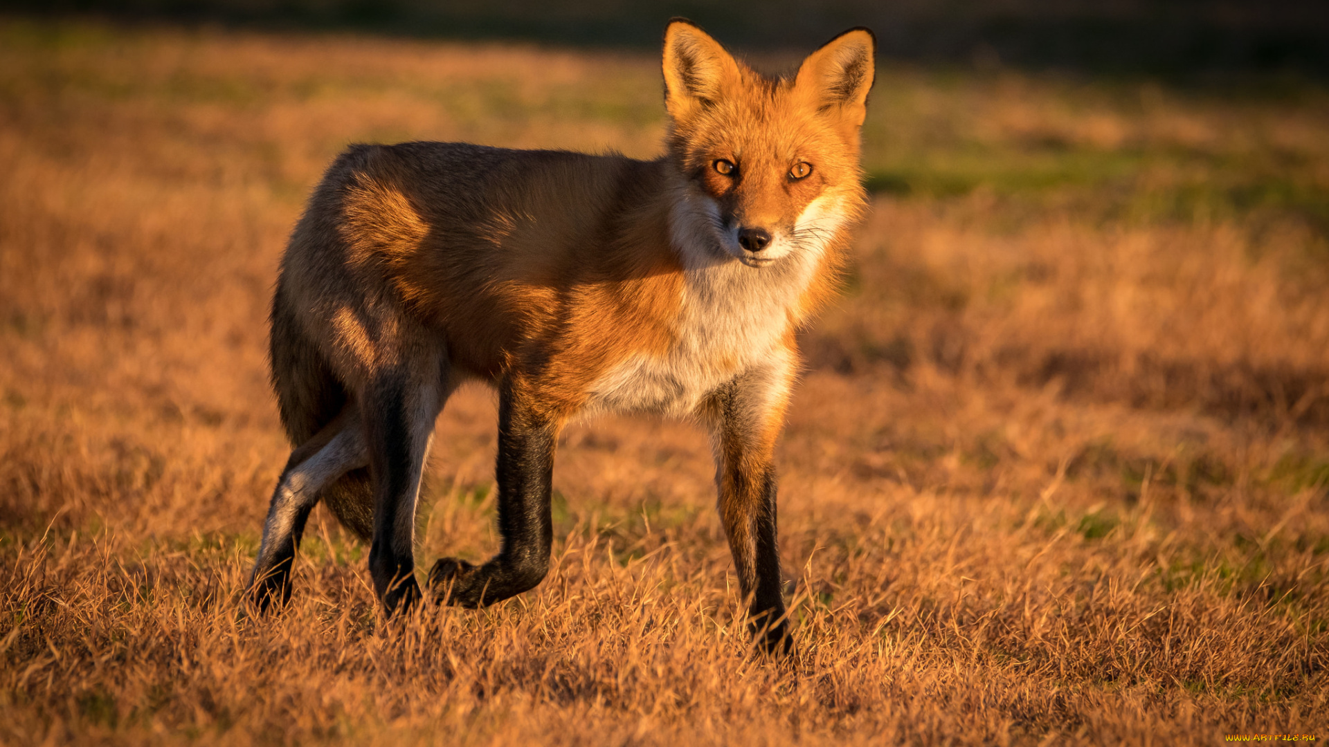 животные, лисы, лисичка