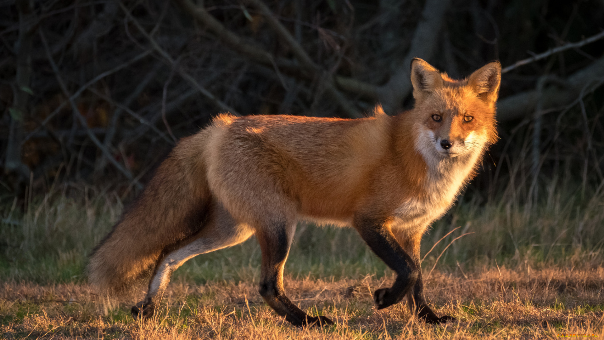 животные, лисы, лисичка