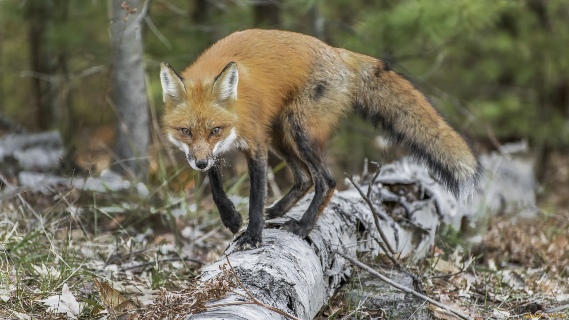 животные, лисы, лисичка
