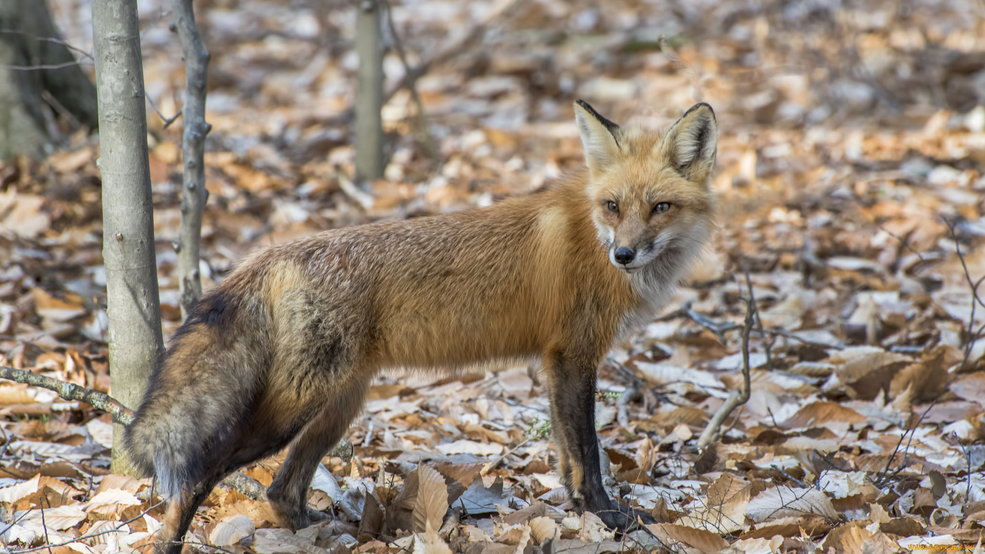 животные, лисы, лисичка