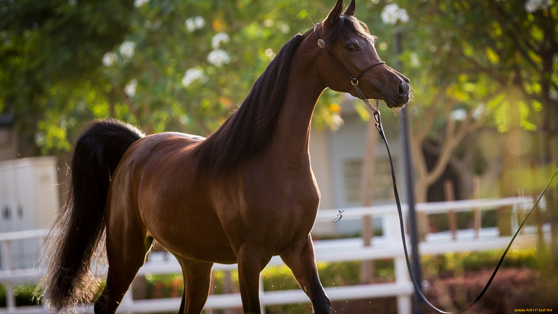 животные, лошади, гнедой, грация, жеребец, конь