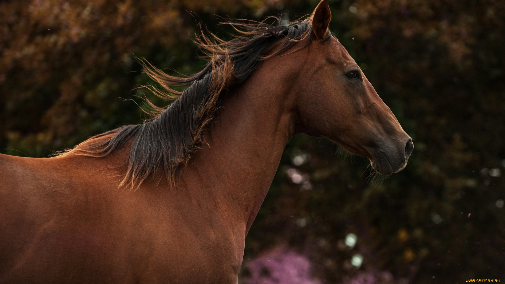 животные, лошади, гнедой, красавец, грива, морда, профиль