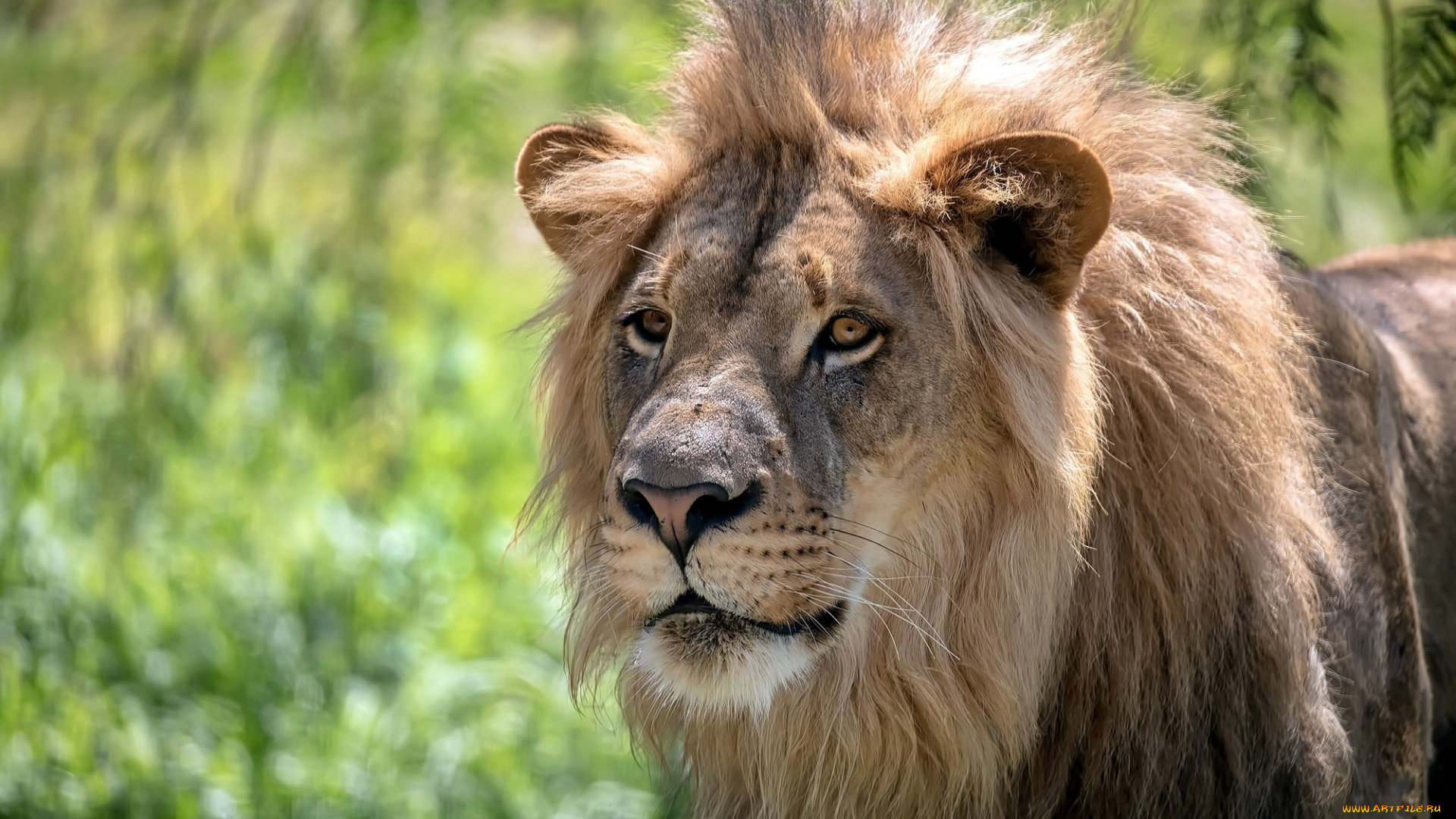 животные, львы, грива, морда, кошка, хищник
