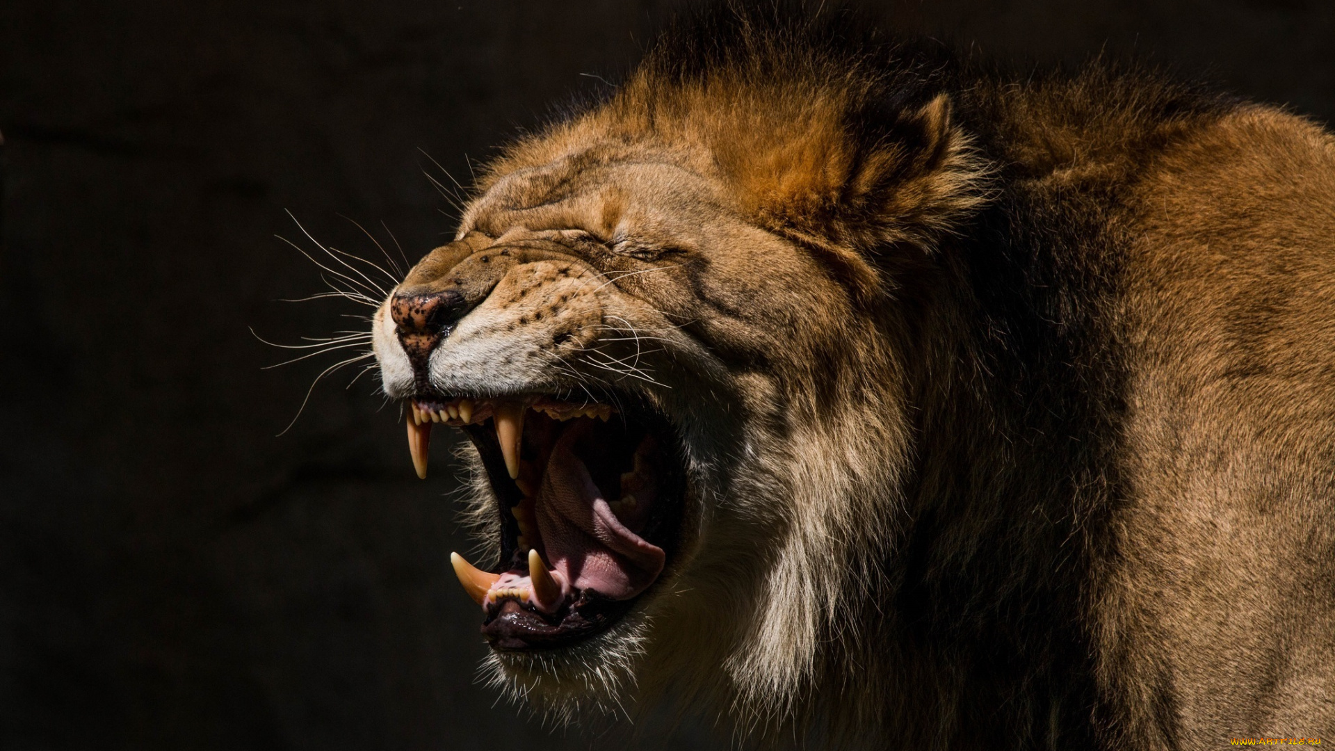 животные, львы, оскал, морда, язык, клыки, пасть, грива, кошка