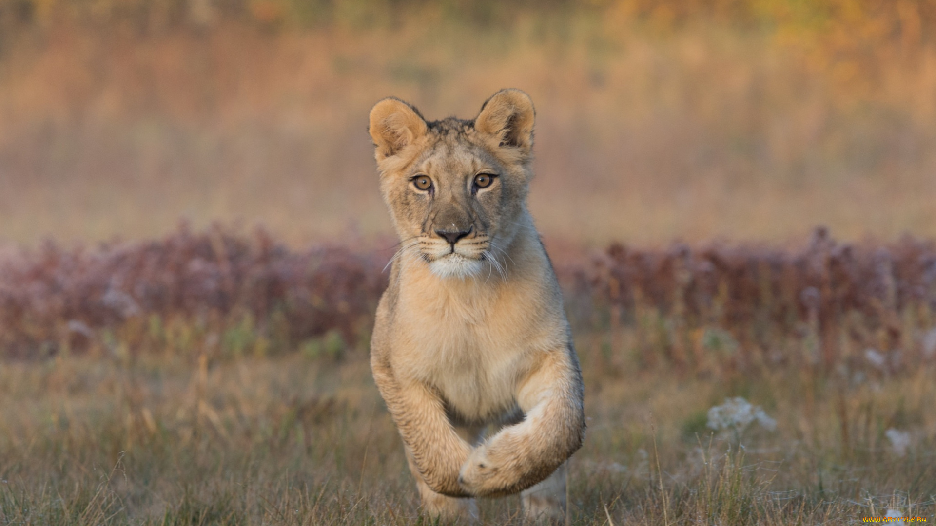 животные, львы, трава, поле, малыш, львенок, природа