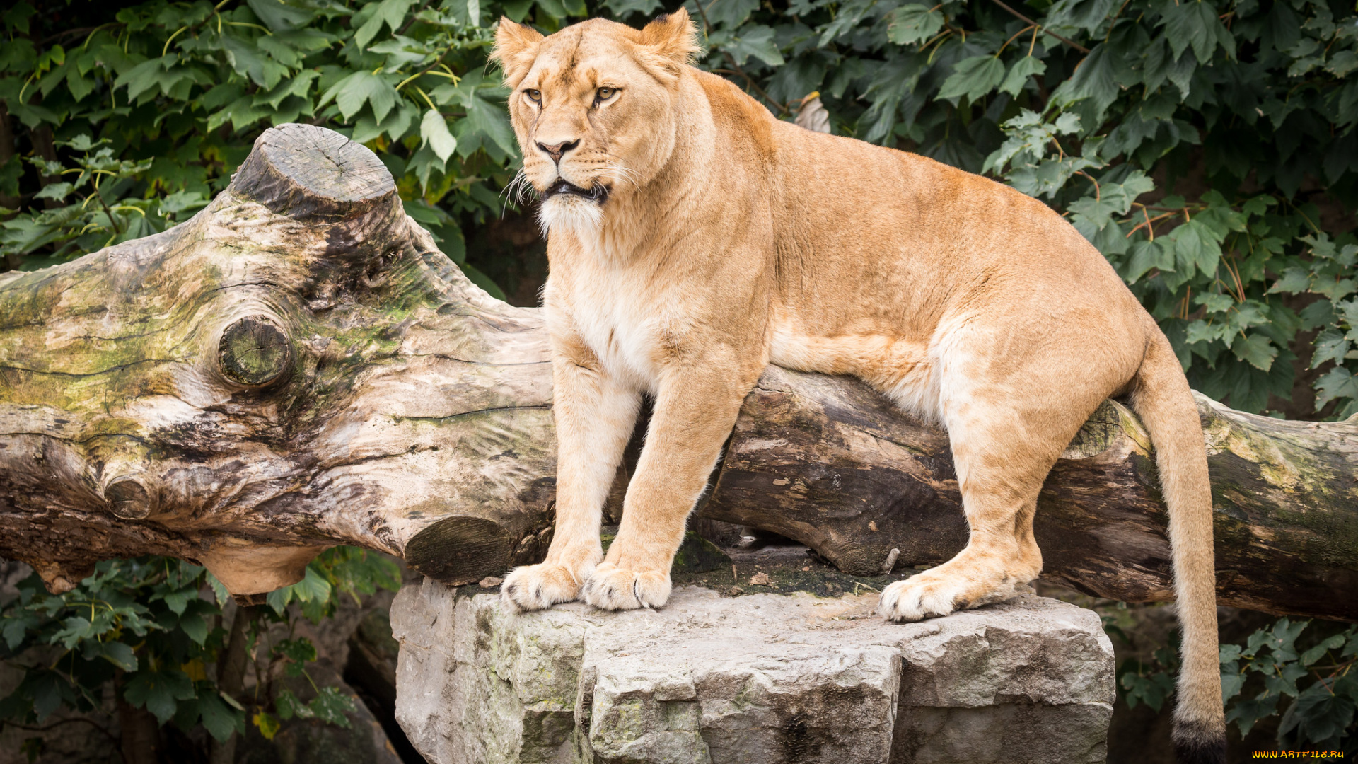 животные, львы, взгляд, отдых, животное, девочка, красотка, львица