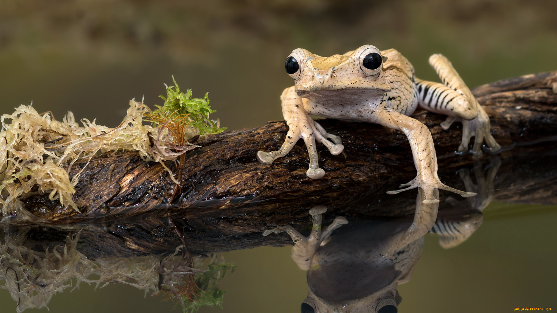 животные, лягушки, бревно, мох, вода, лягушка