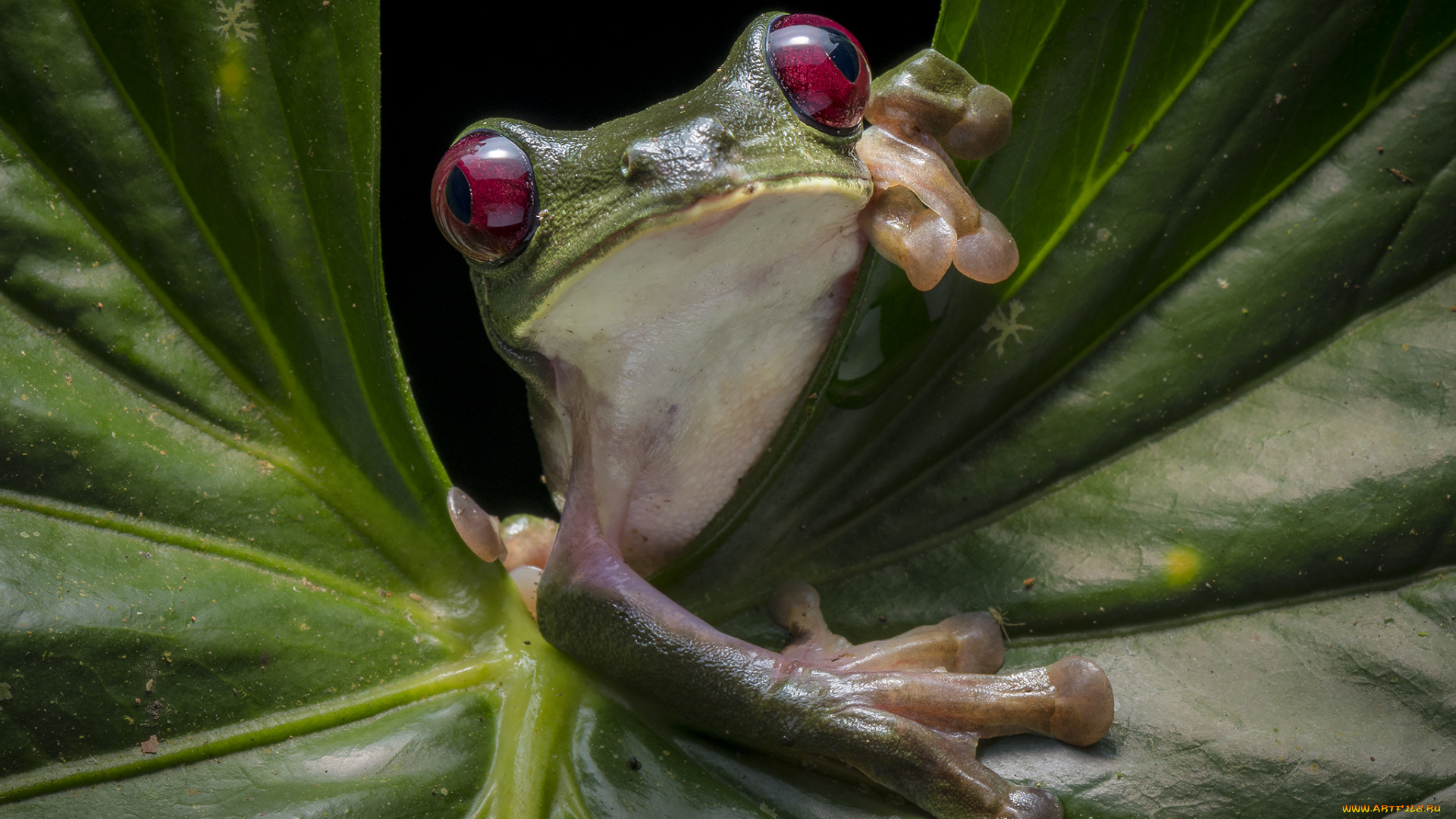 животные, лягушки, лягушка, лист, зеленая