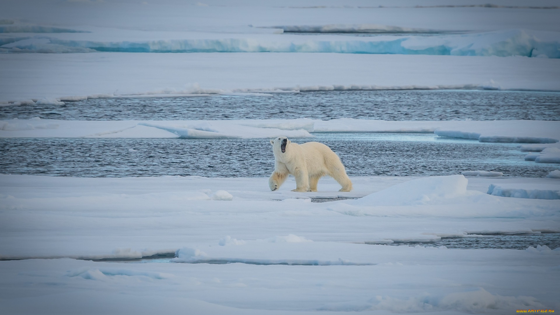 животные, медведи, белый, вода, холод, льдины, полярный, снег, хищник