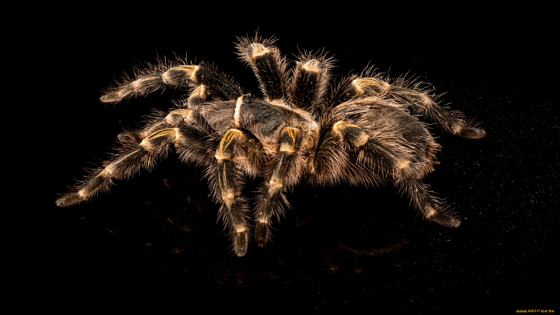 животные, пауки, тарантул