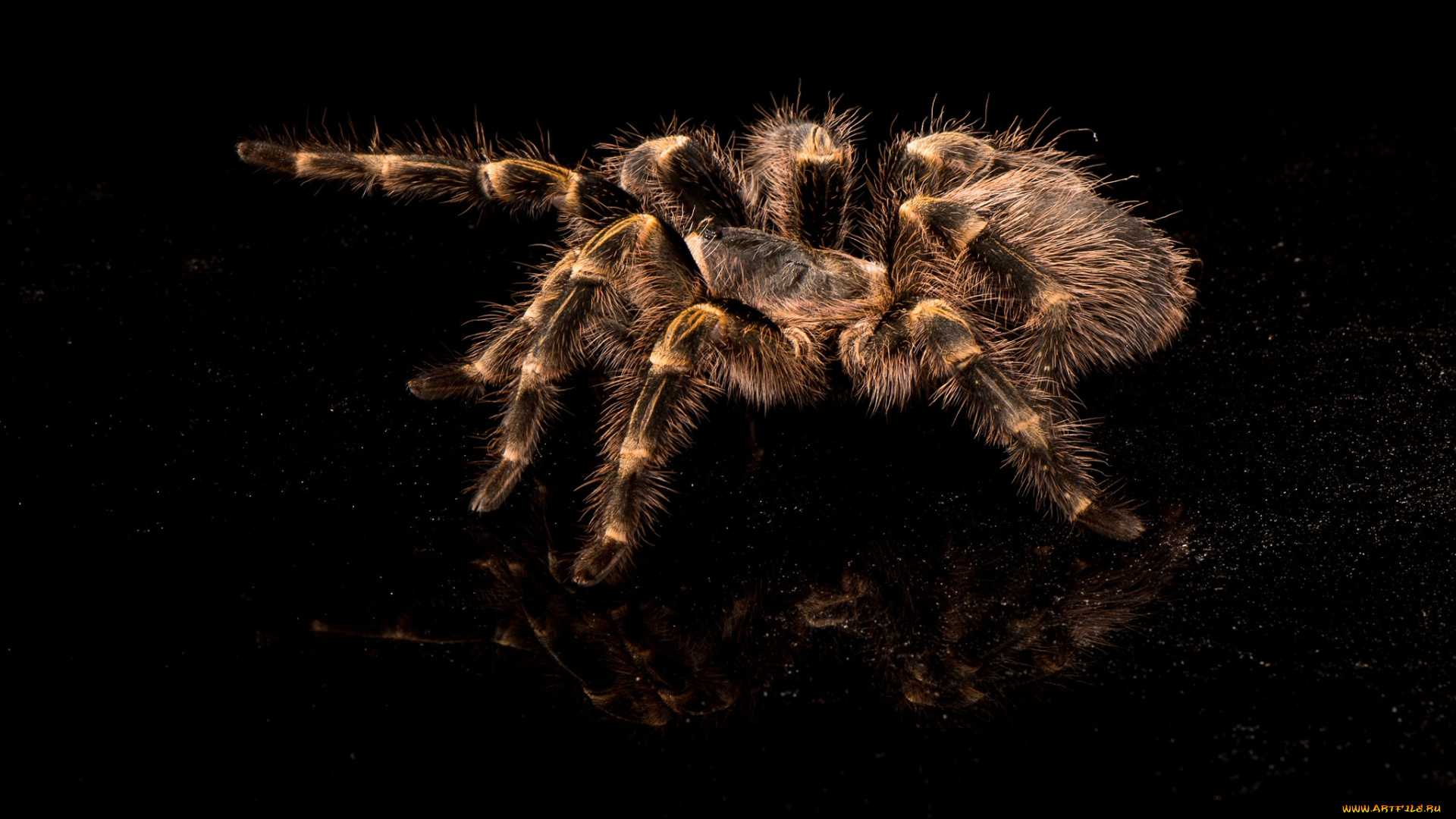 животные, пауки, тарантул