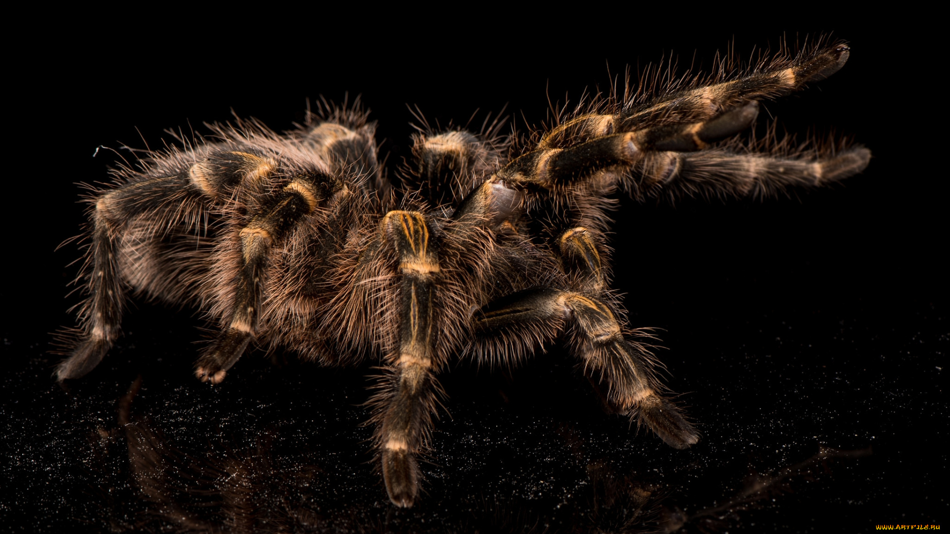 животные, пауки, тарантул