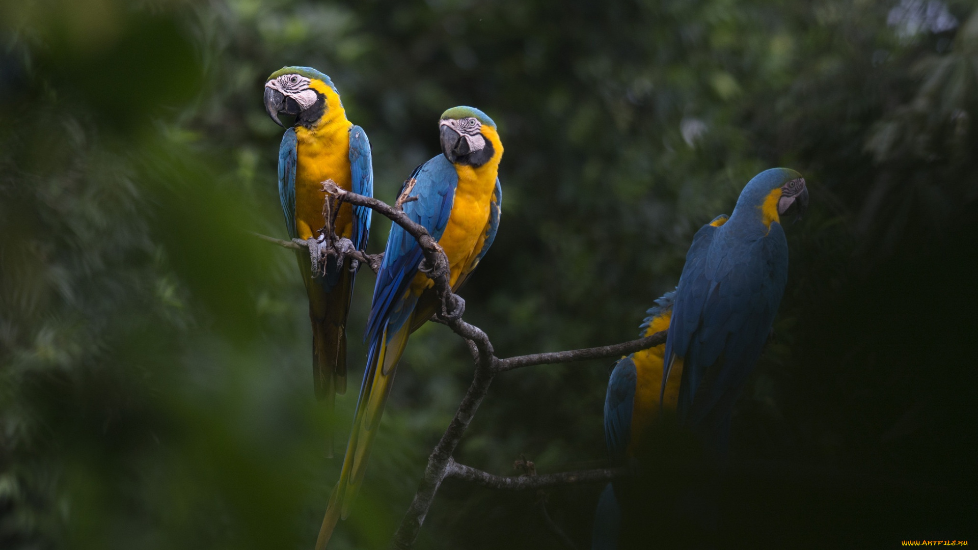 животные, попугаи, деревья, ары, природа