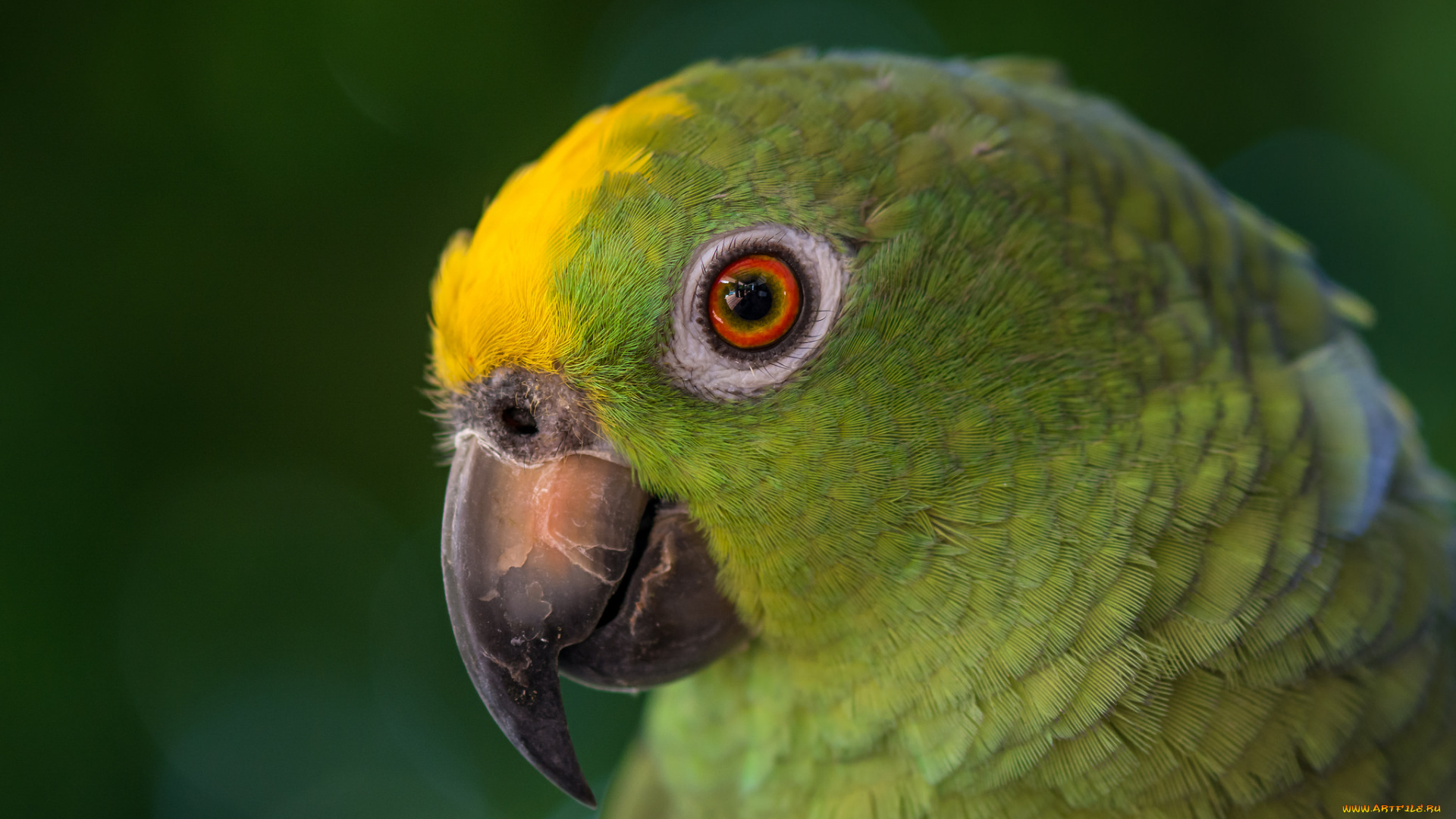 животные, попугаи, птица, взгляд, зеленый, попугай