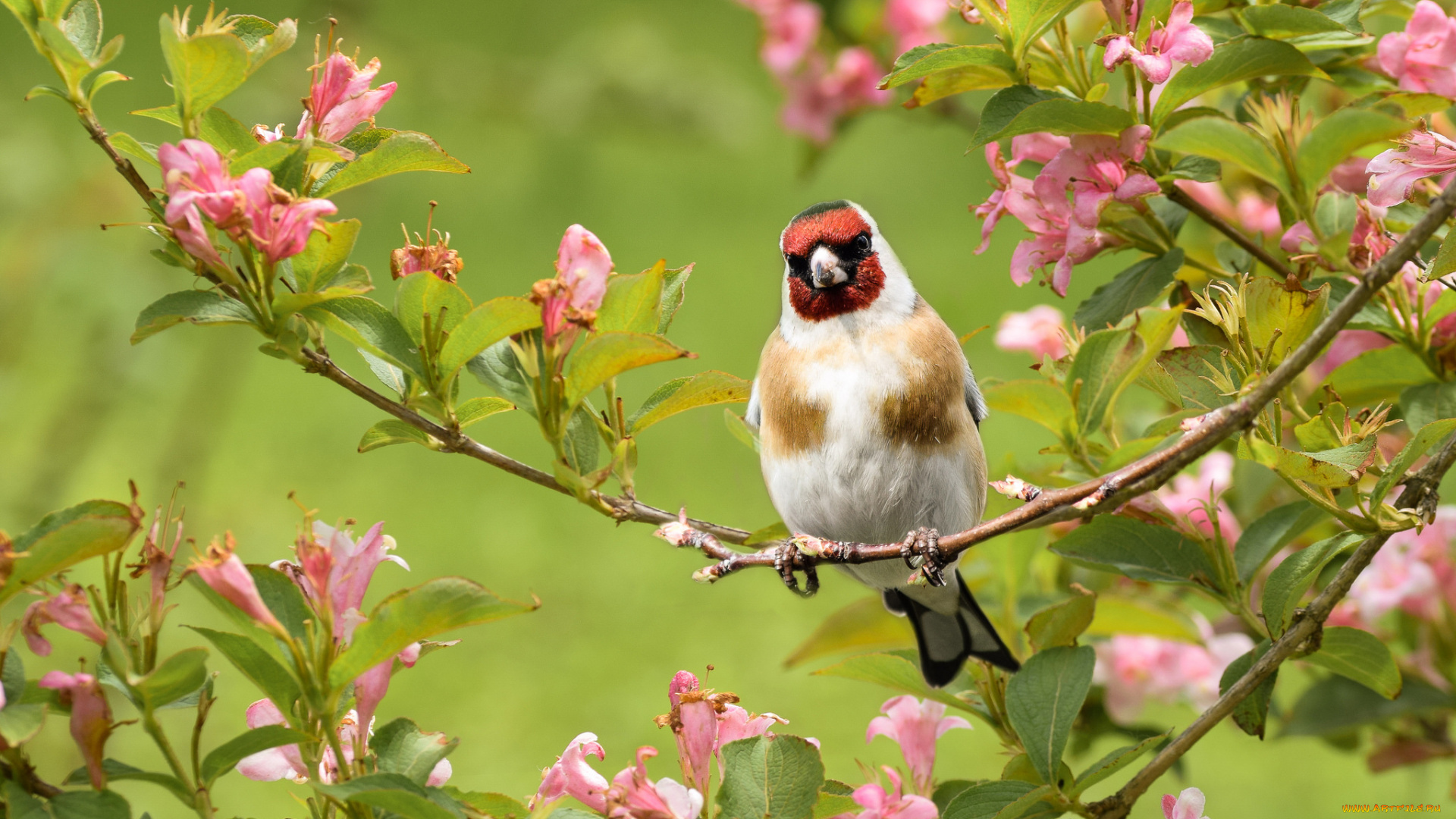животные, птицы, дерево, цветы, природа, птица