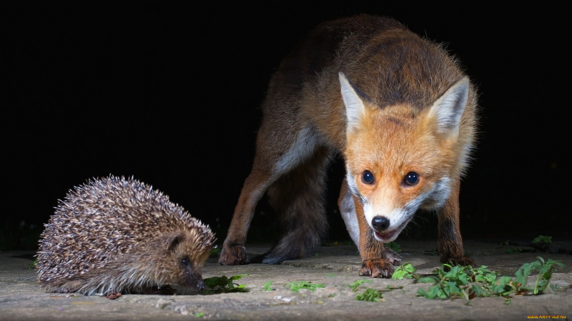 животные, разные, вместе, лисичка