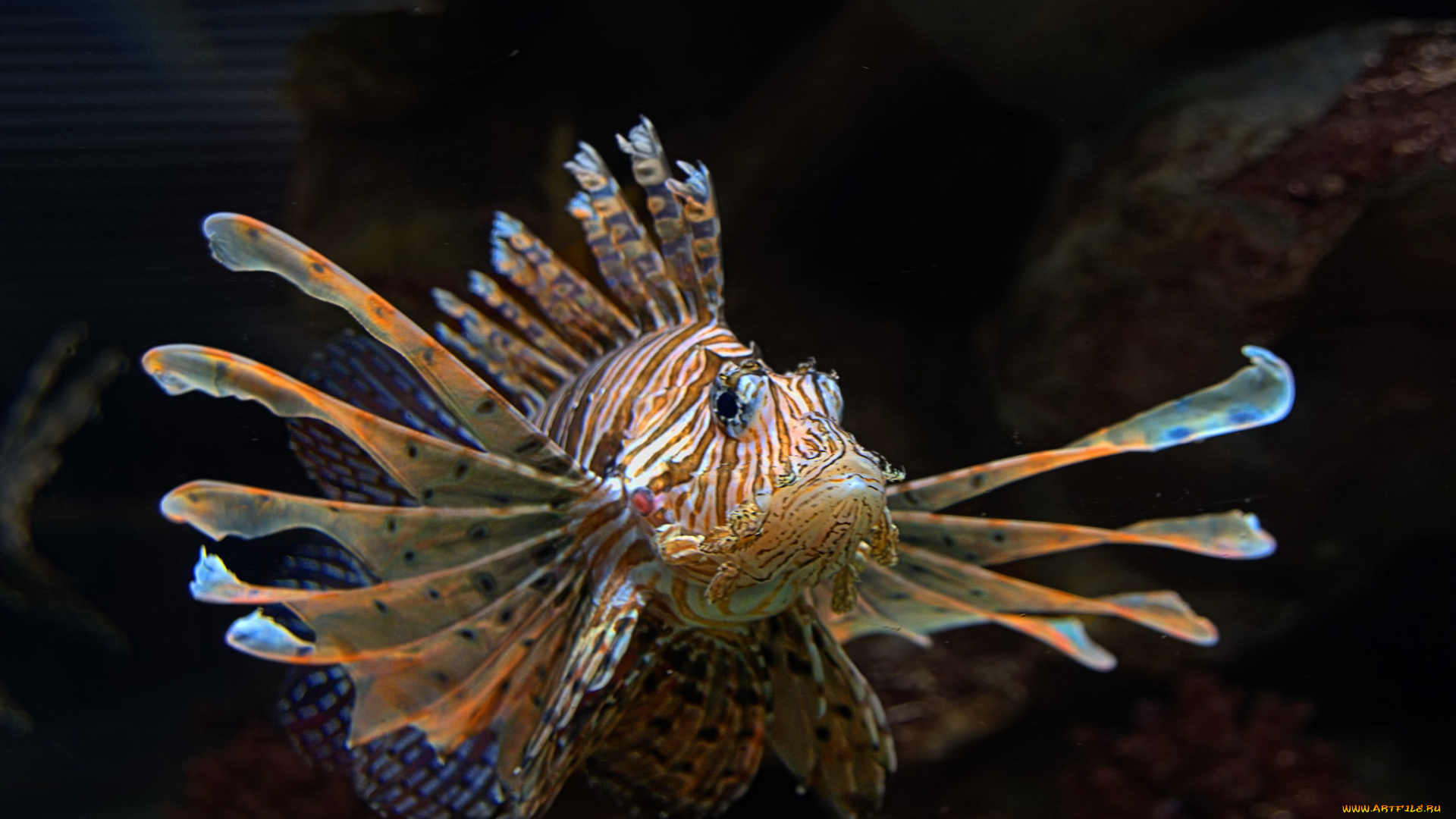 животные, рыбы, рыбка