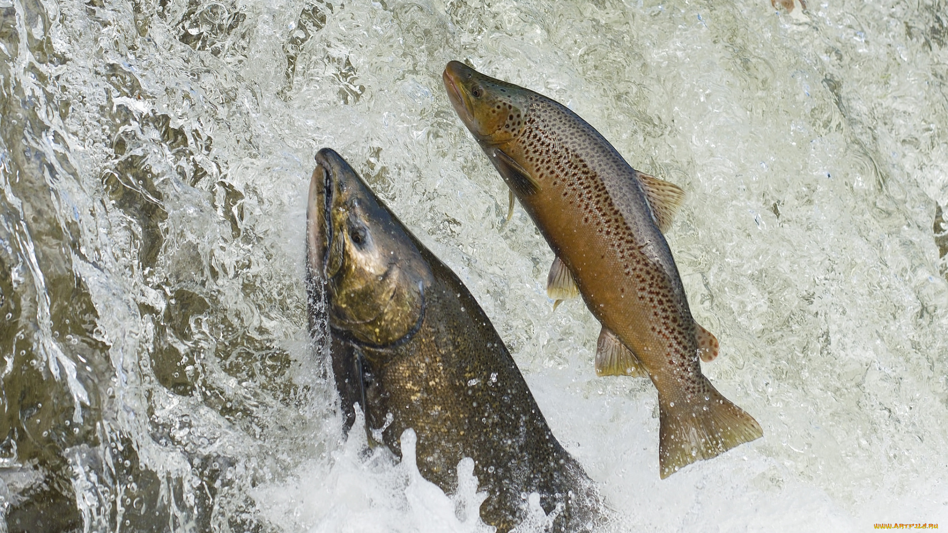 животные, рыбы, рыбка