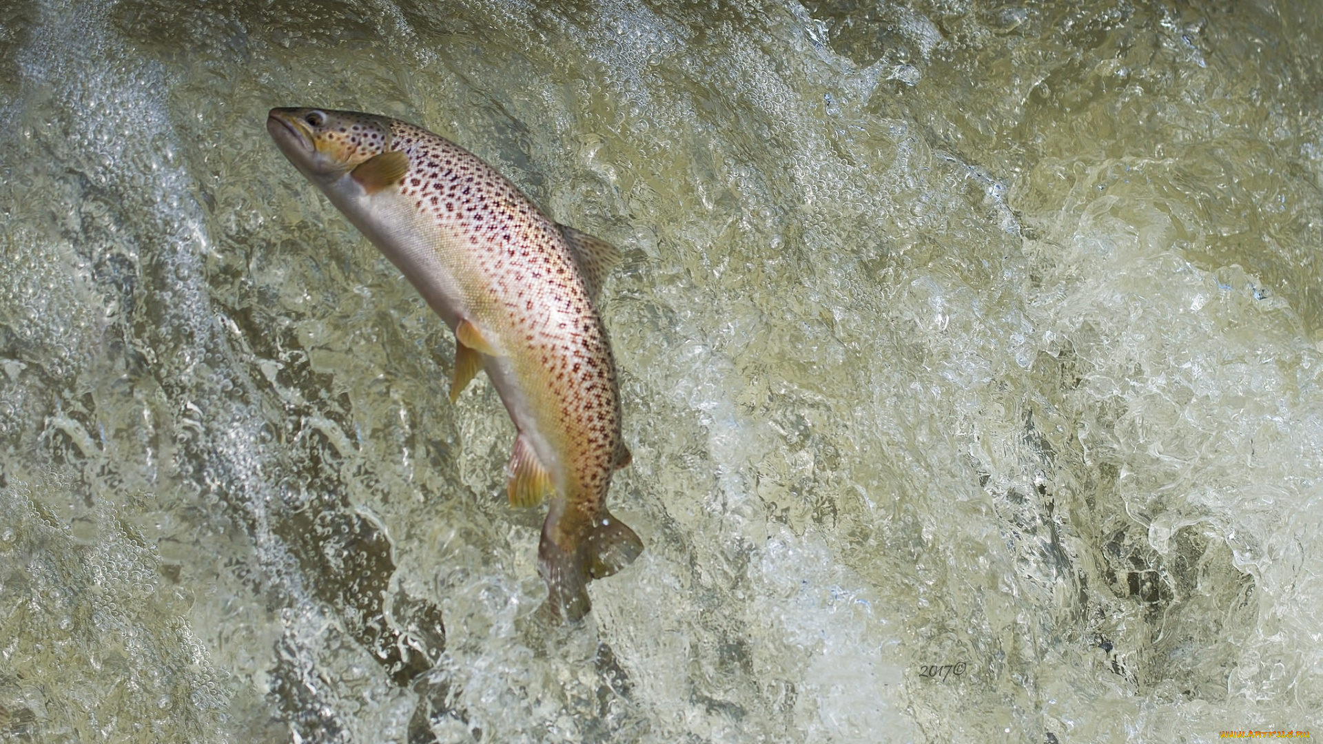 животные, рыбы, рыбка