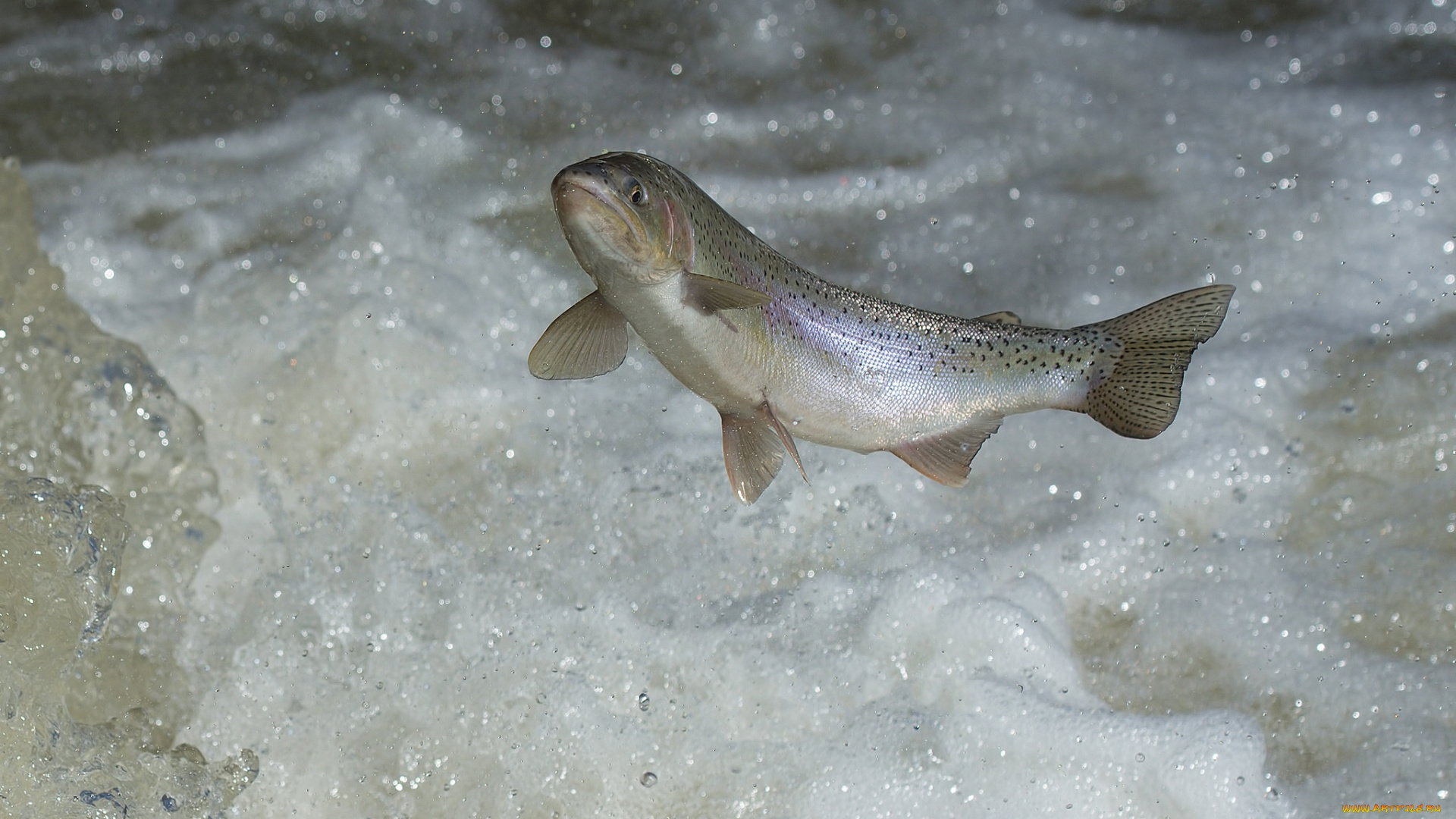 животные, рыбы, рыбка