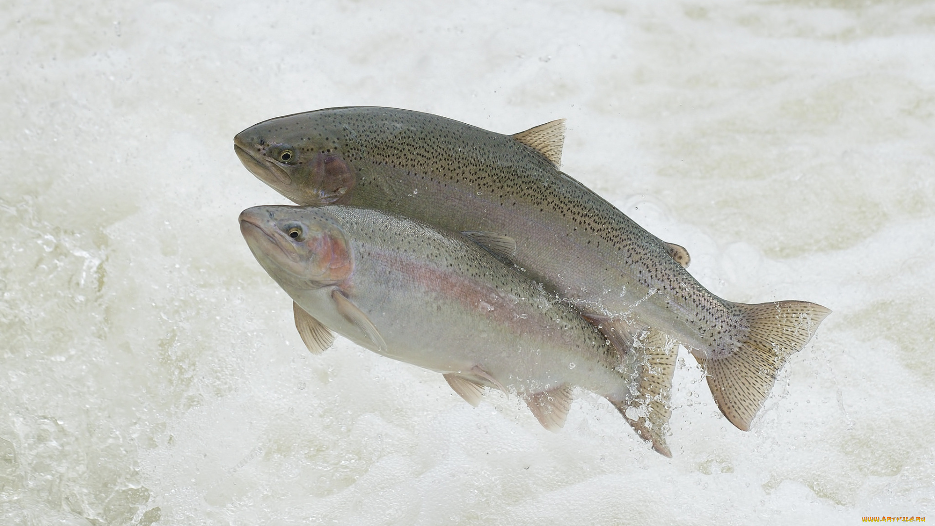 животные, рыбы, рыбка