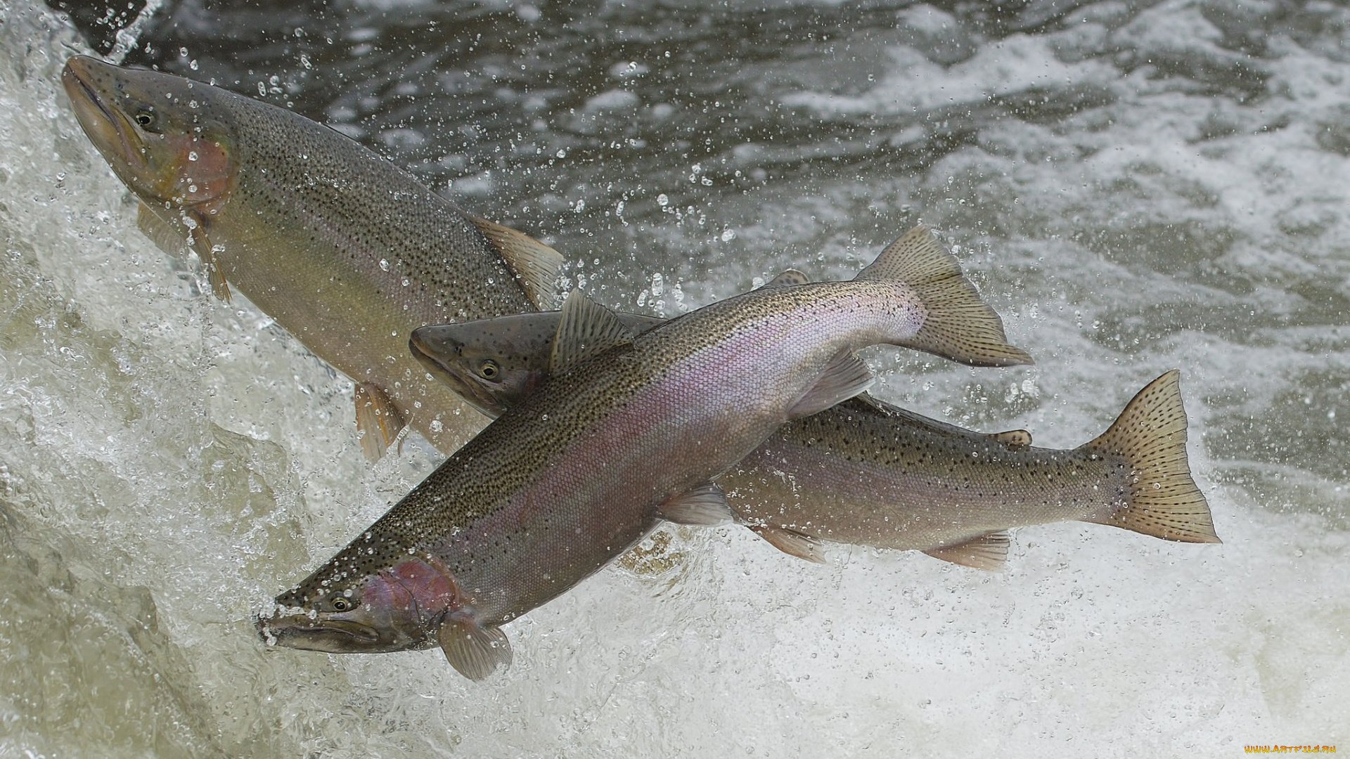 животные, рыбы, рыбка