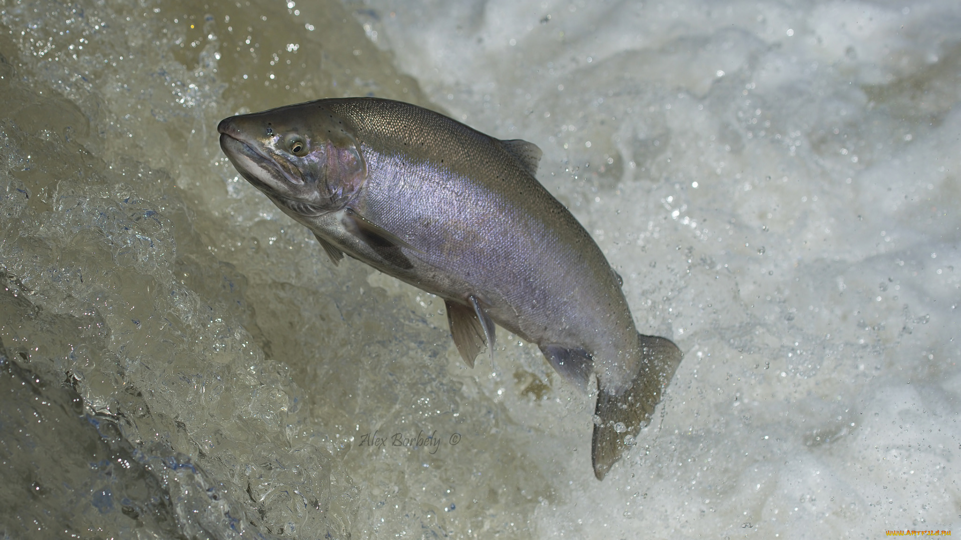 животные, рыбы, рыбка