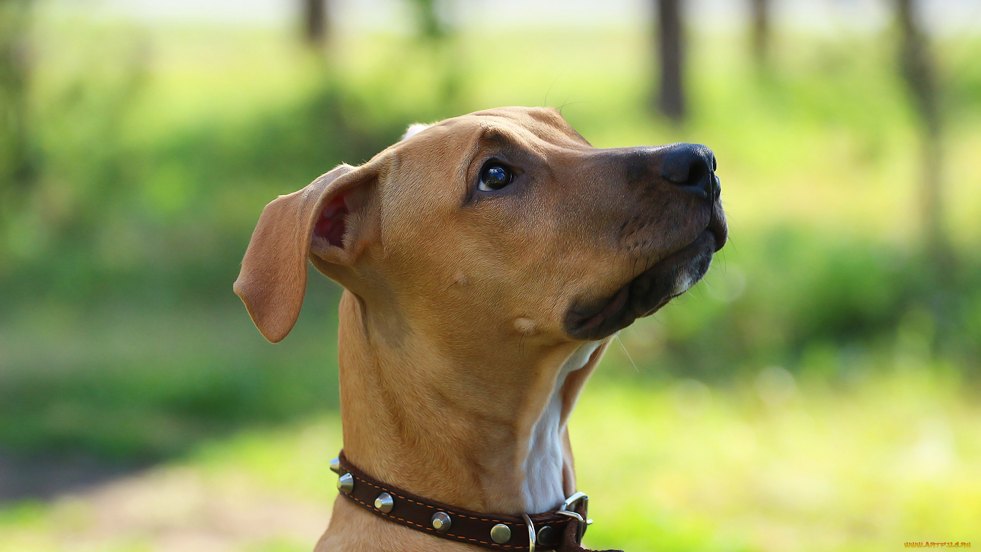 животные, собаки, питбуль, фон, собака, взгляд