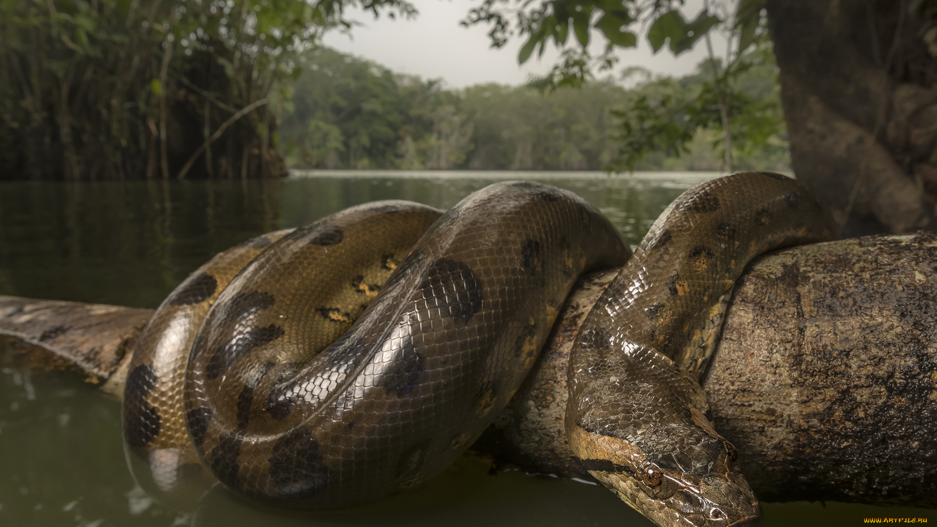 животные, змеи, , питоны, , кобры, вода, природа, ветка, змея, anaconda