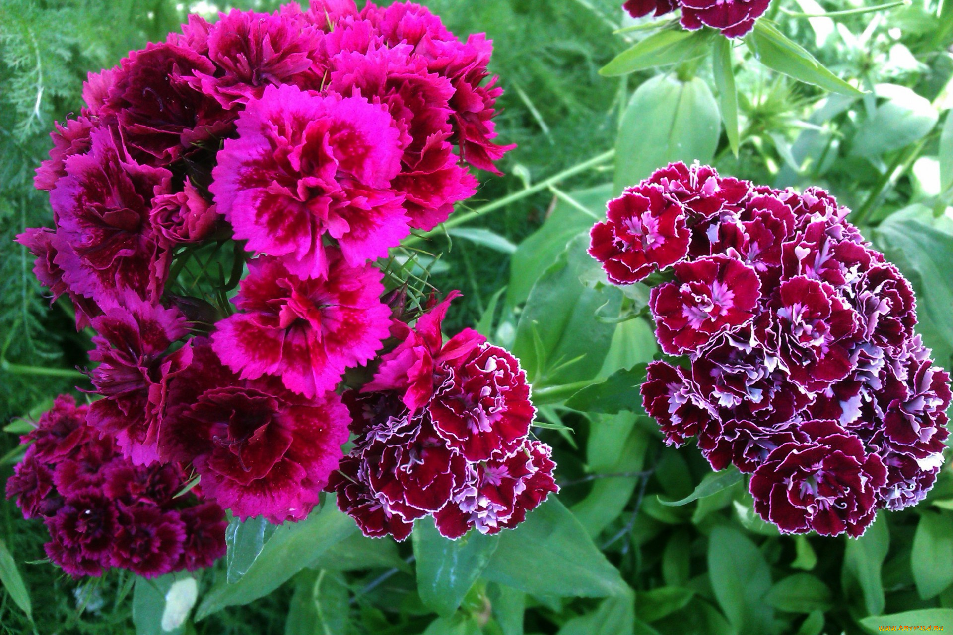 цветы, гвоздики, шабо