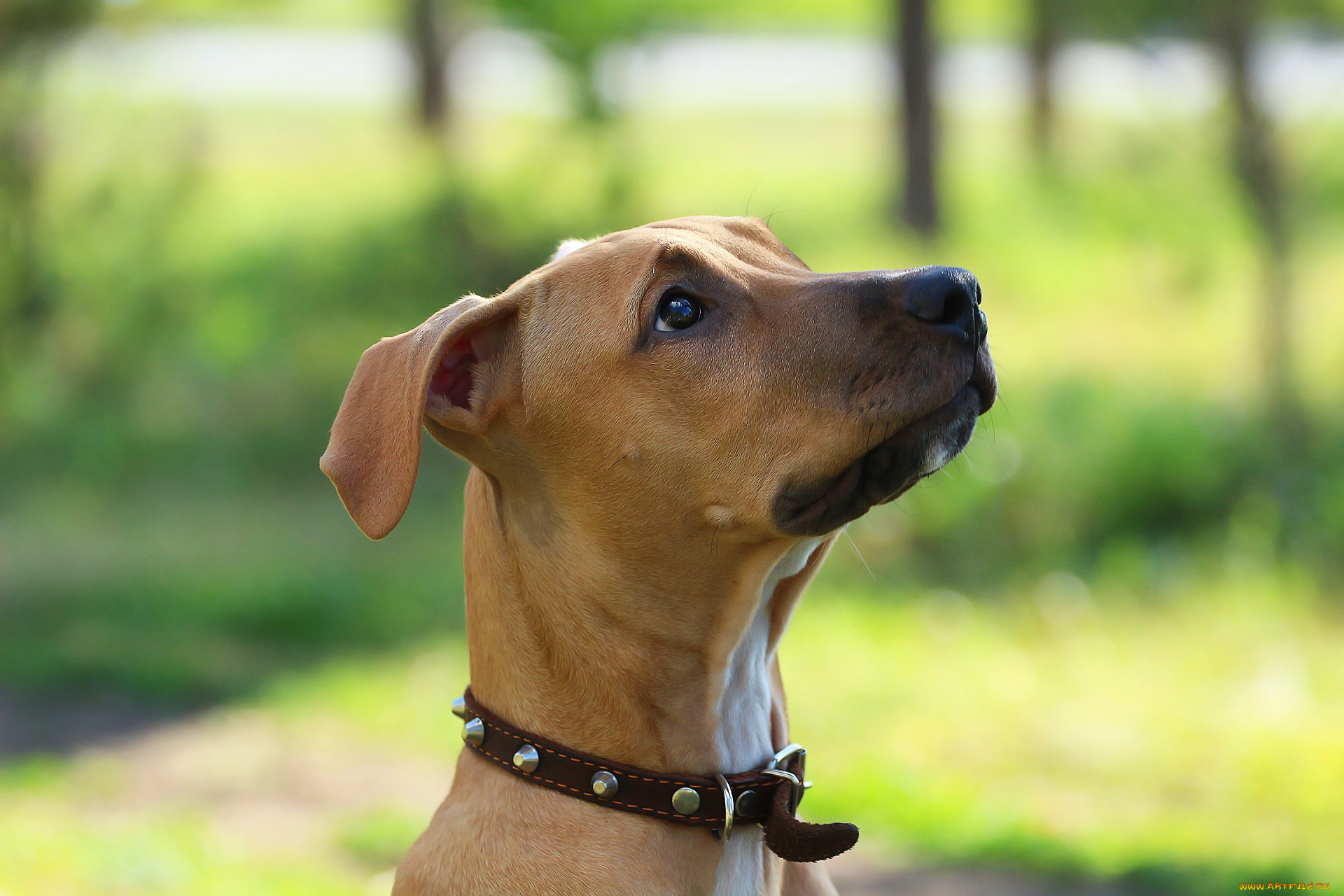 животные, собаки, питбуль, фон, собака, взгляд