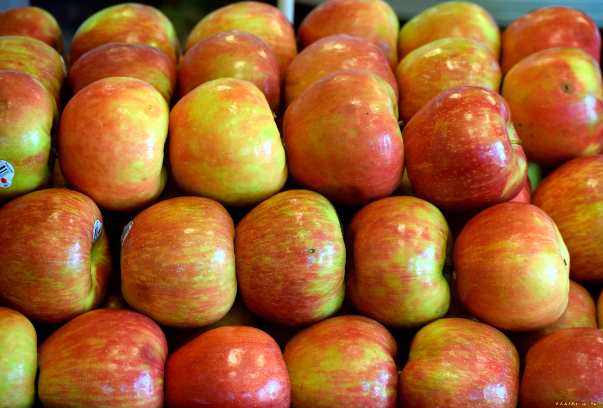 еда, Яблоки, много, яблоки