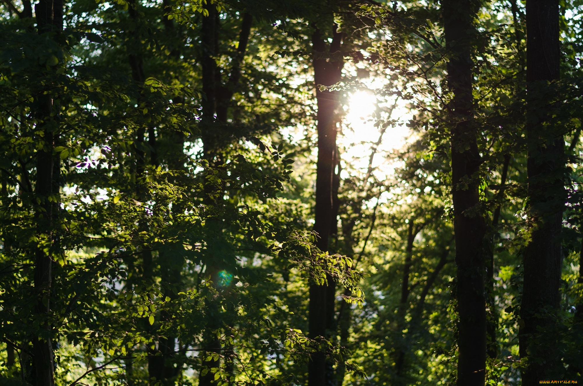 природа, лес, зелень, деревья, листва, солнце, лето, день, свет