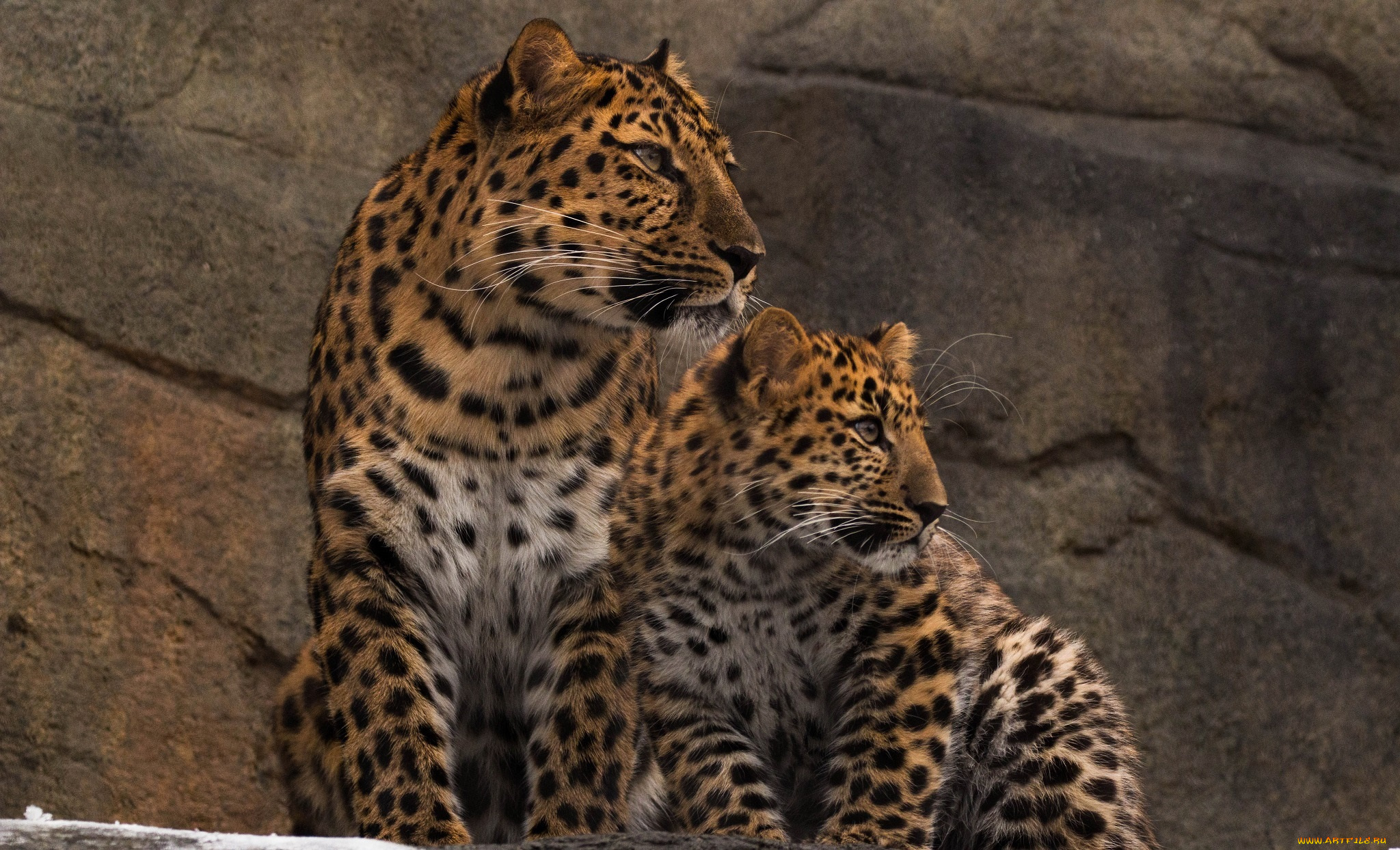 животные, леопарды, детёныш, профиль, парочка, мать, семья, амурские, хищники, зоопарк, внимание