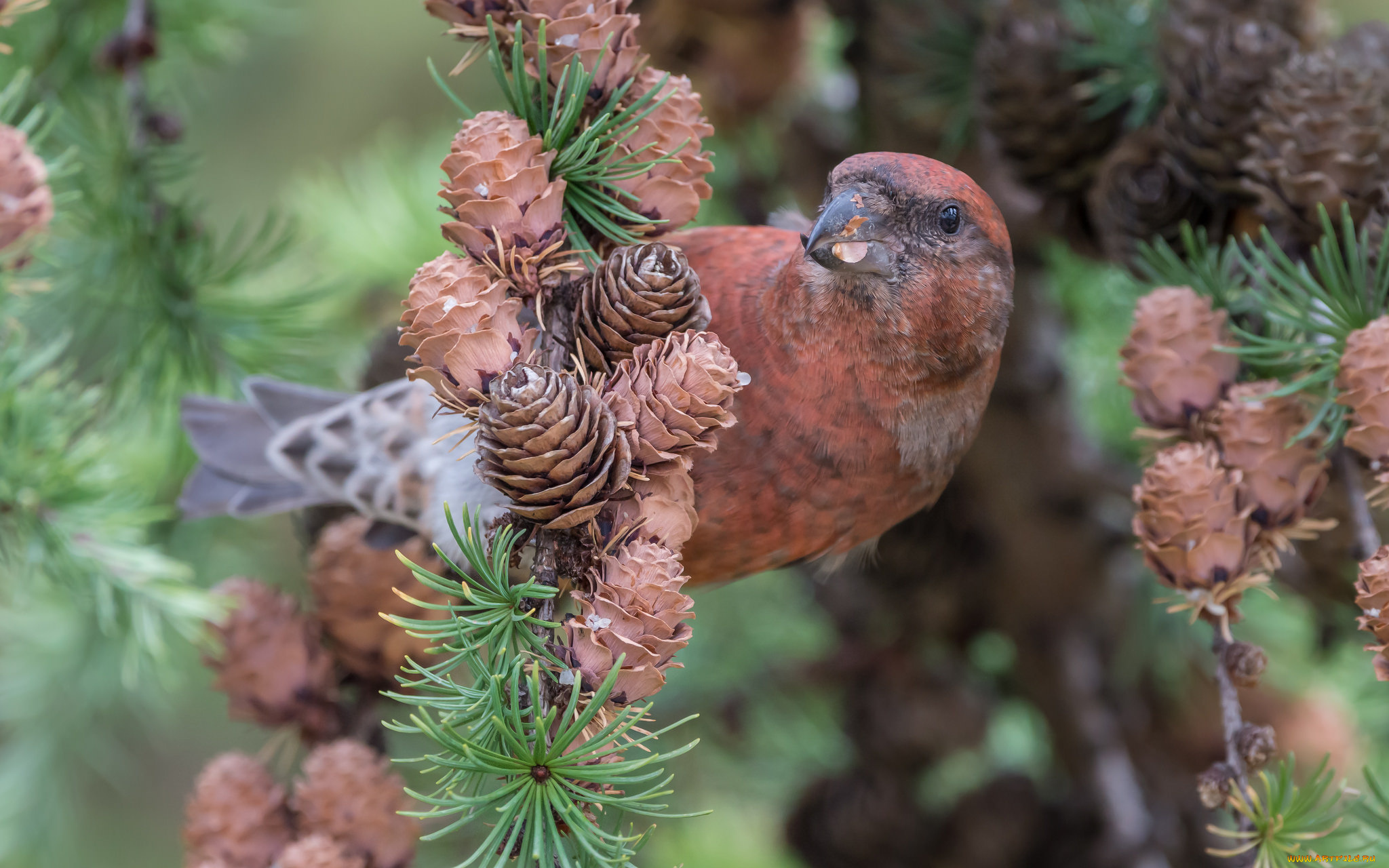 животные, птицы, ель, птица, природа, шишки
