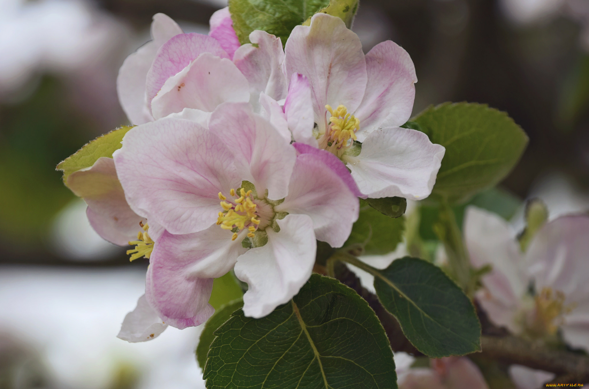 цветы, цветущие, деревья, , , кустарники, цветущая, веточка, цветки, листья, ветка