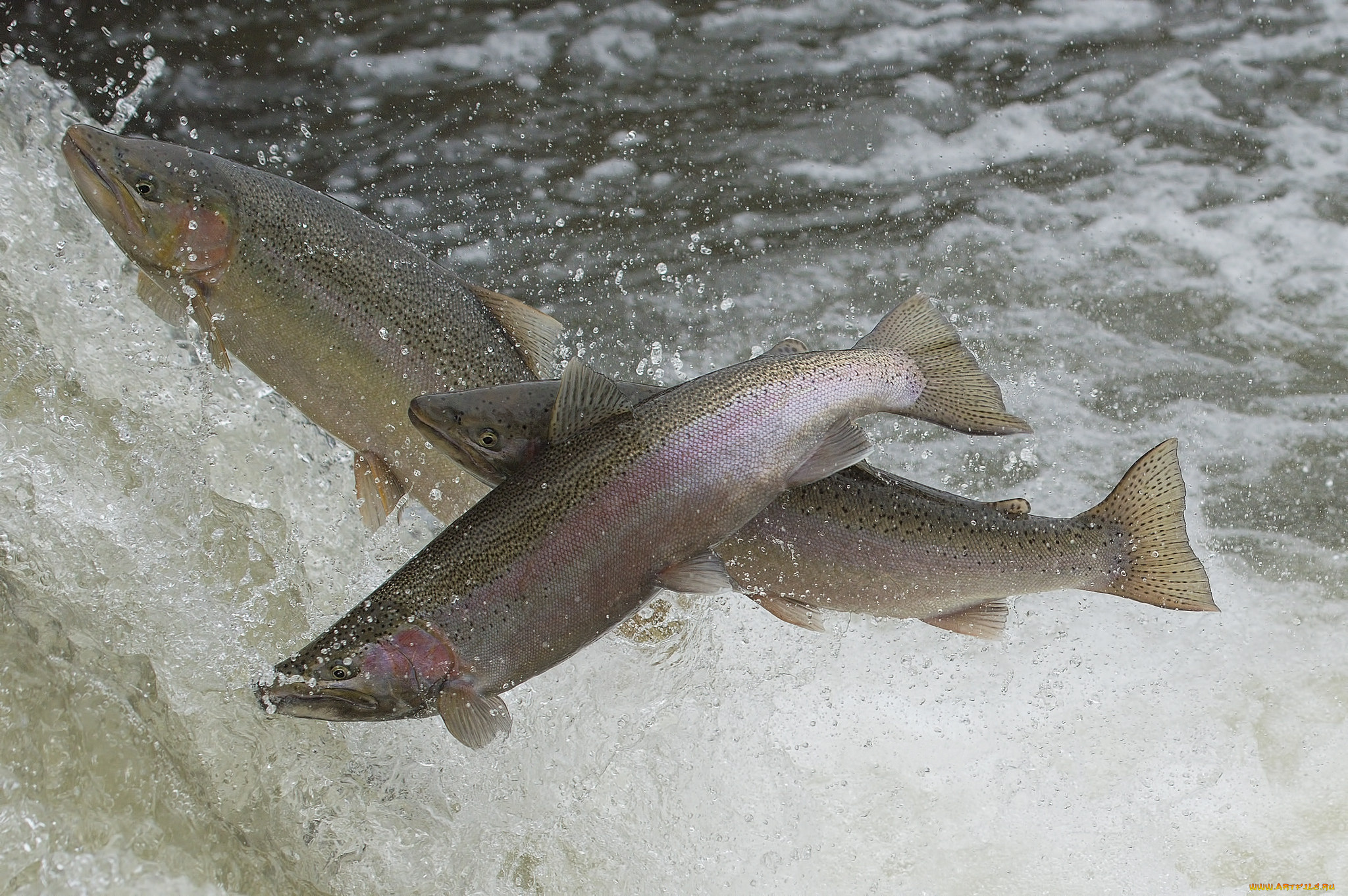 животные, рыбы, рыбка