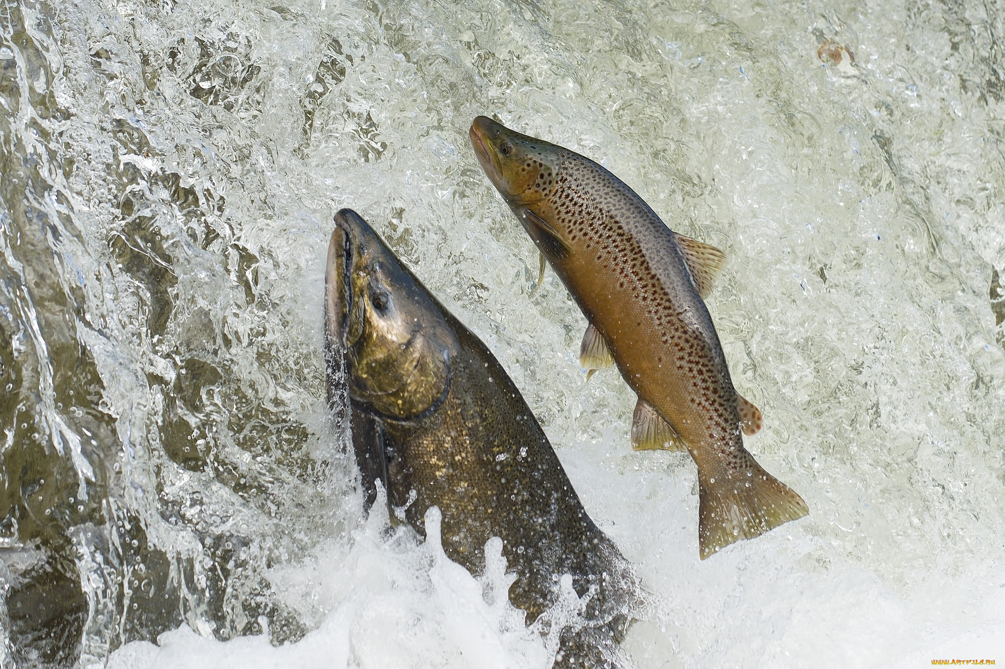 животные, рыбы, рыбка