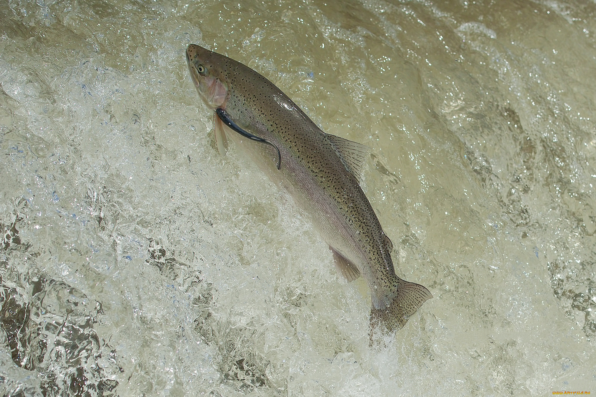 животные, рыбы, рыбка