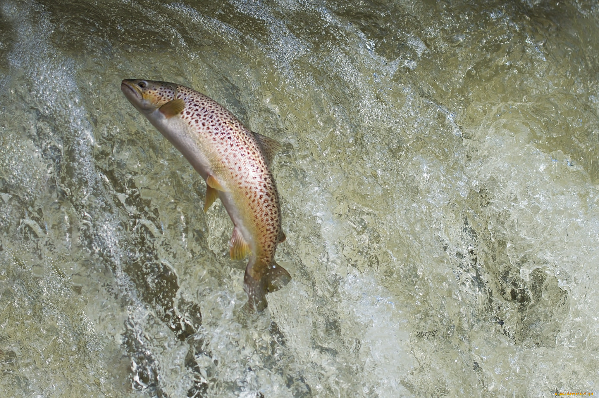 животные, рыбы, рыбка