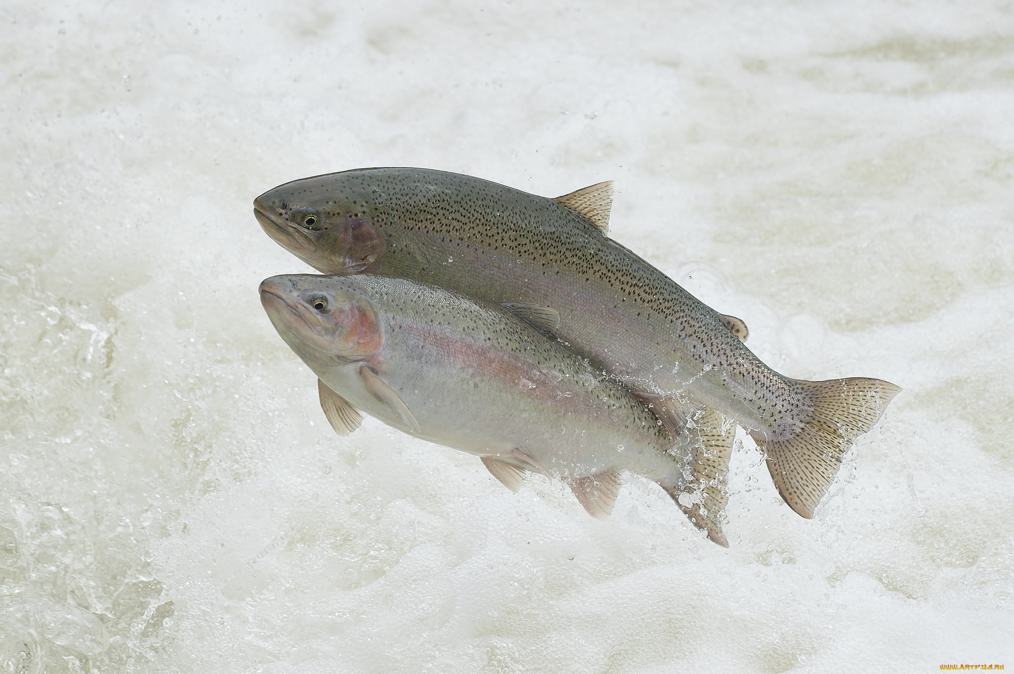 животные, рыбы, рыбка