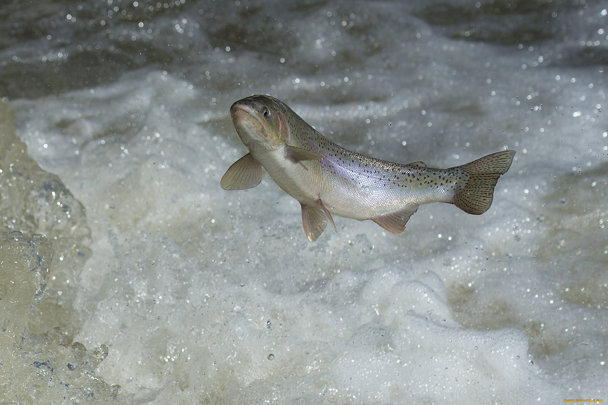 животные, рыбы, рыбка