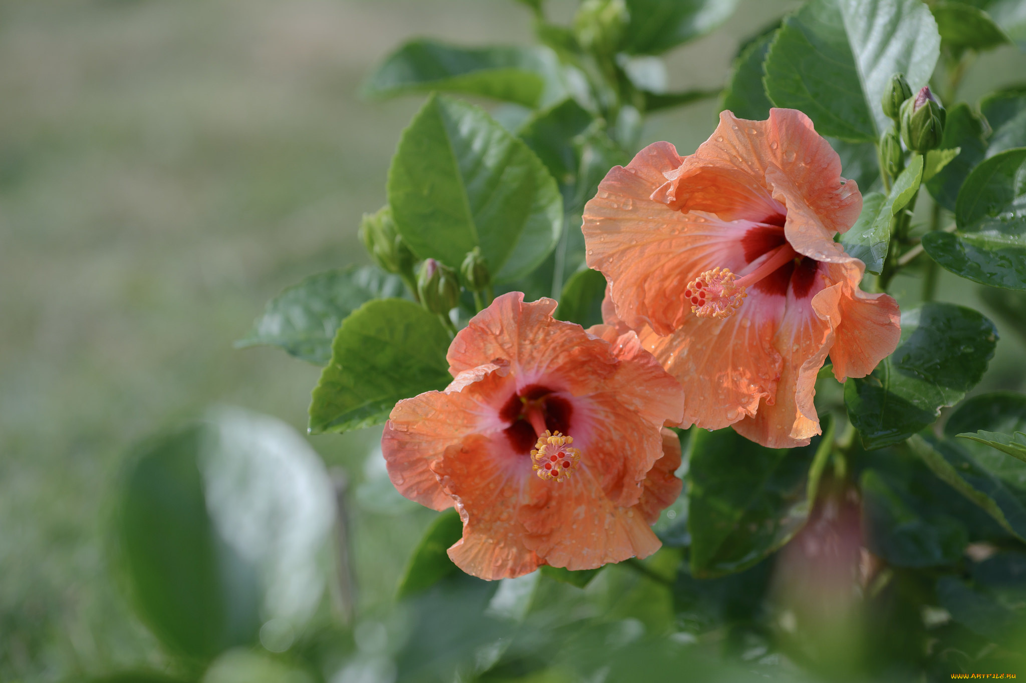 цветы, гибискусы, листики, цветение, тычинка, гибискус