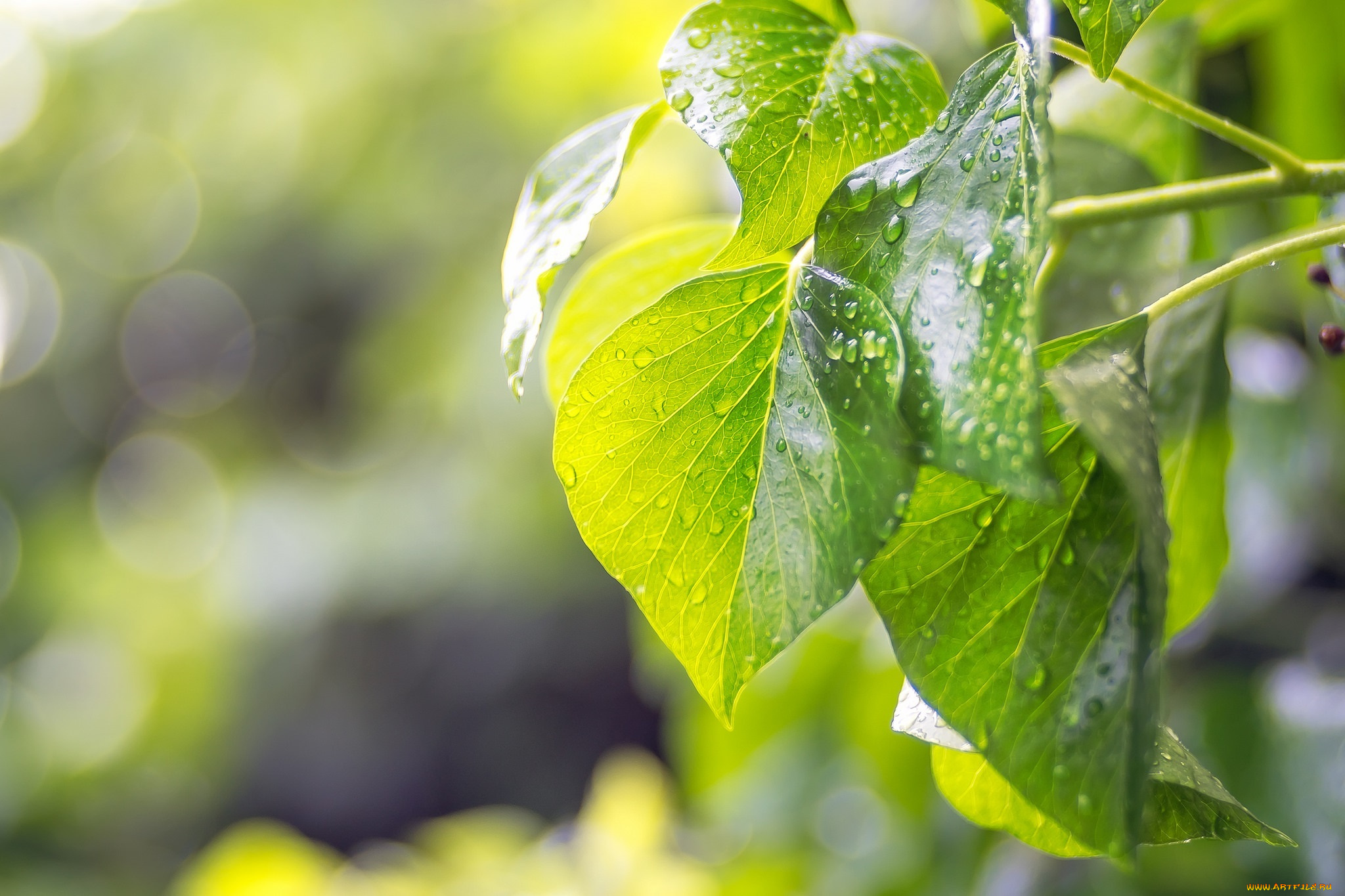 природа, листья, макро, капли, лето, свет, зелёные