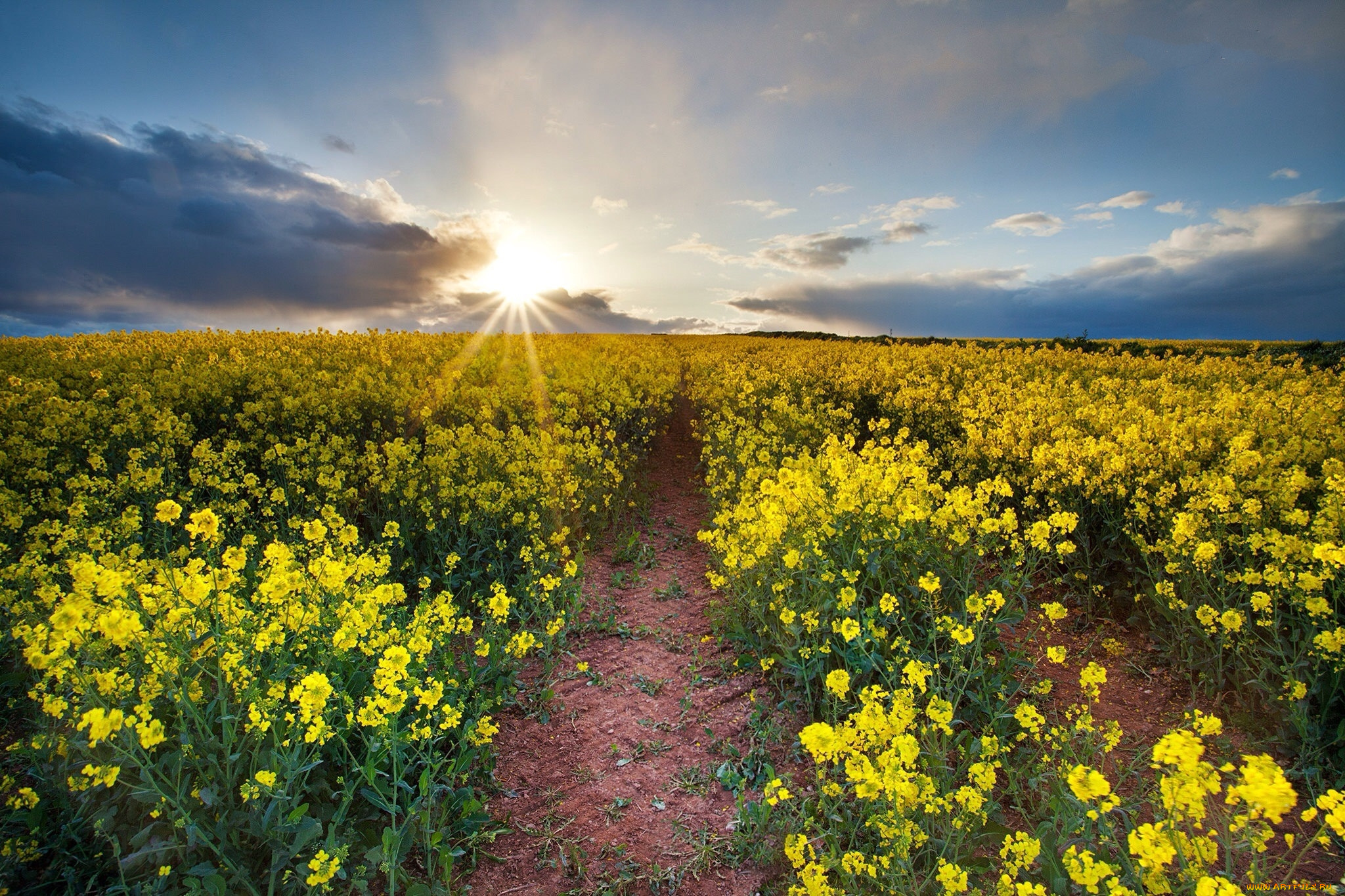 природа, поля, простор