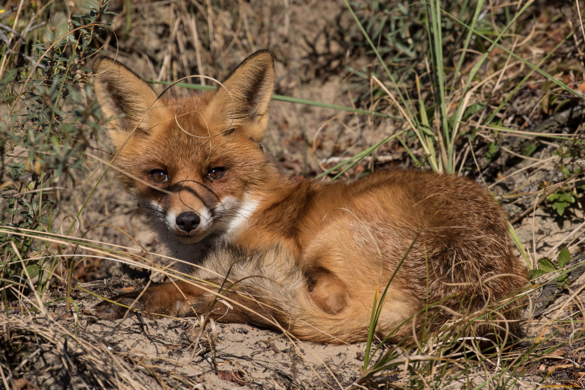 животные, лисы, лисичка