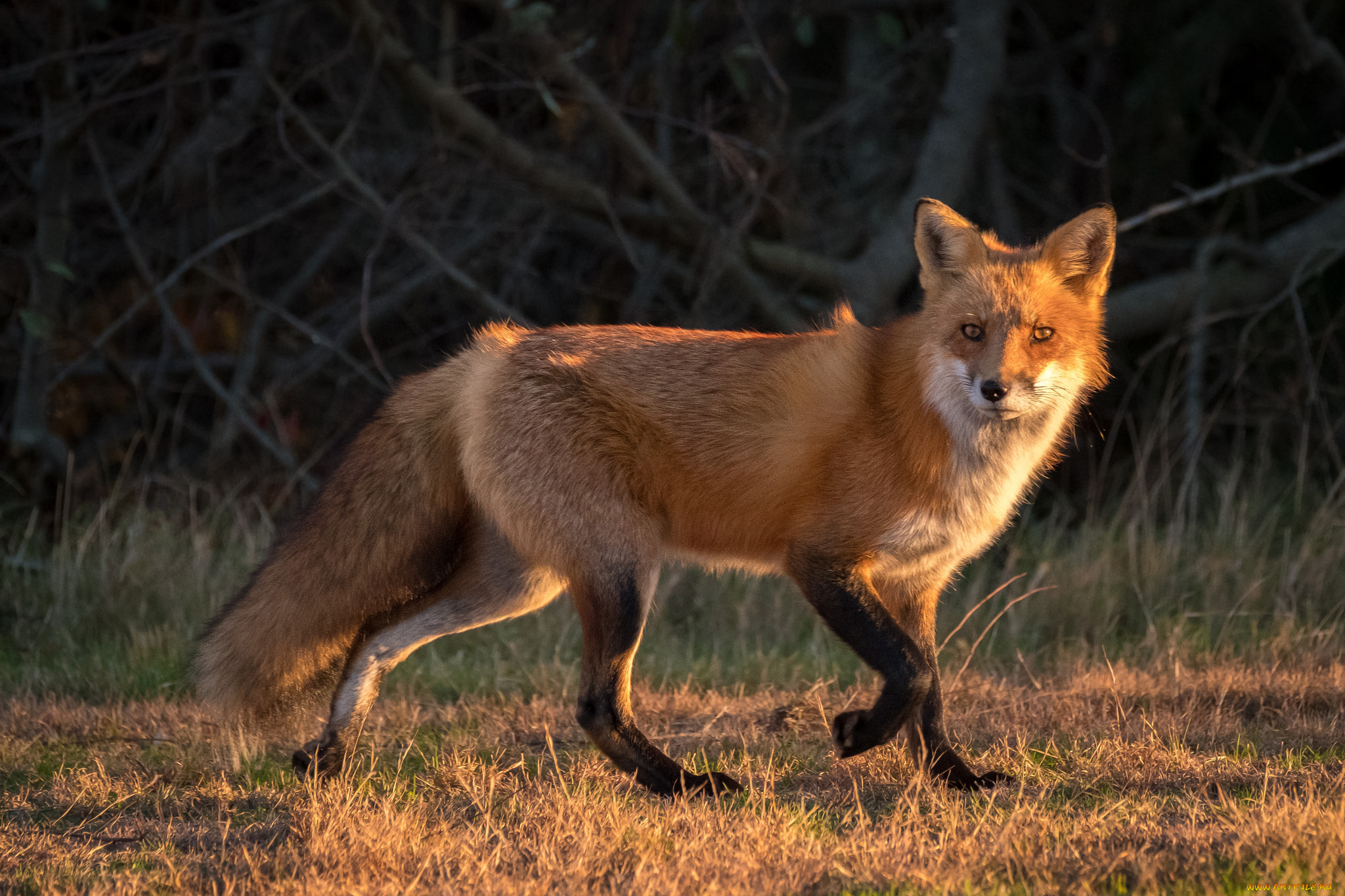 животные, лисы, лисичка