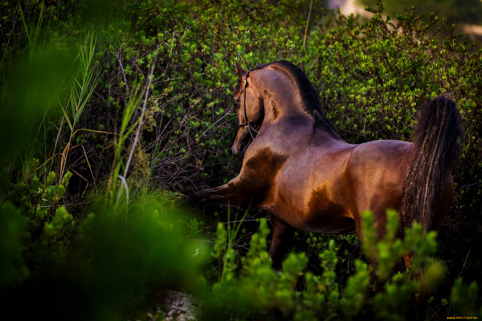 животные, лошади, поза, грация, гнедой, жеребец, конь