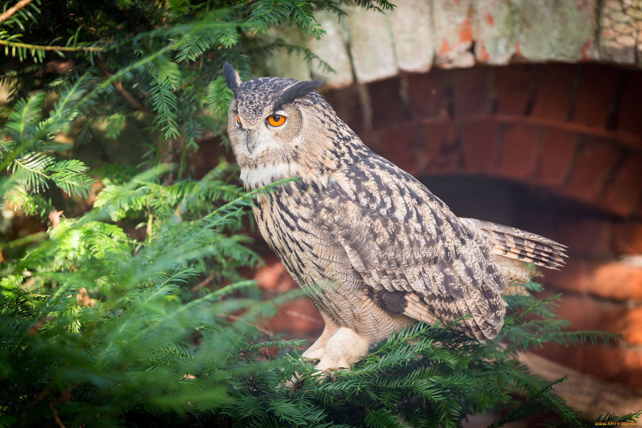 животные, совы, ель, перья, окрас, птица, сова