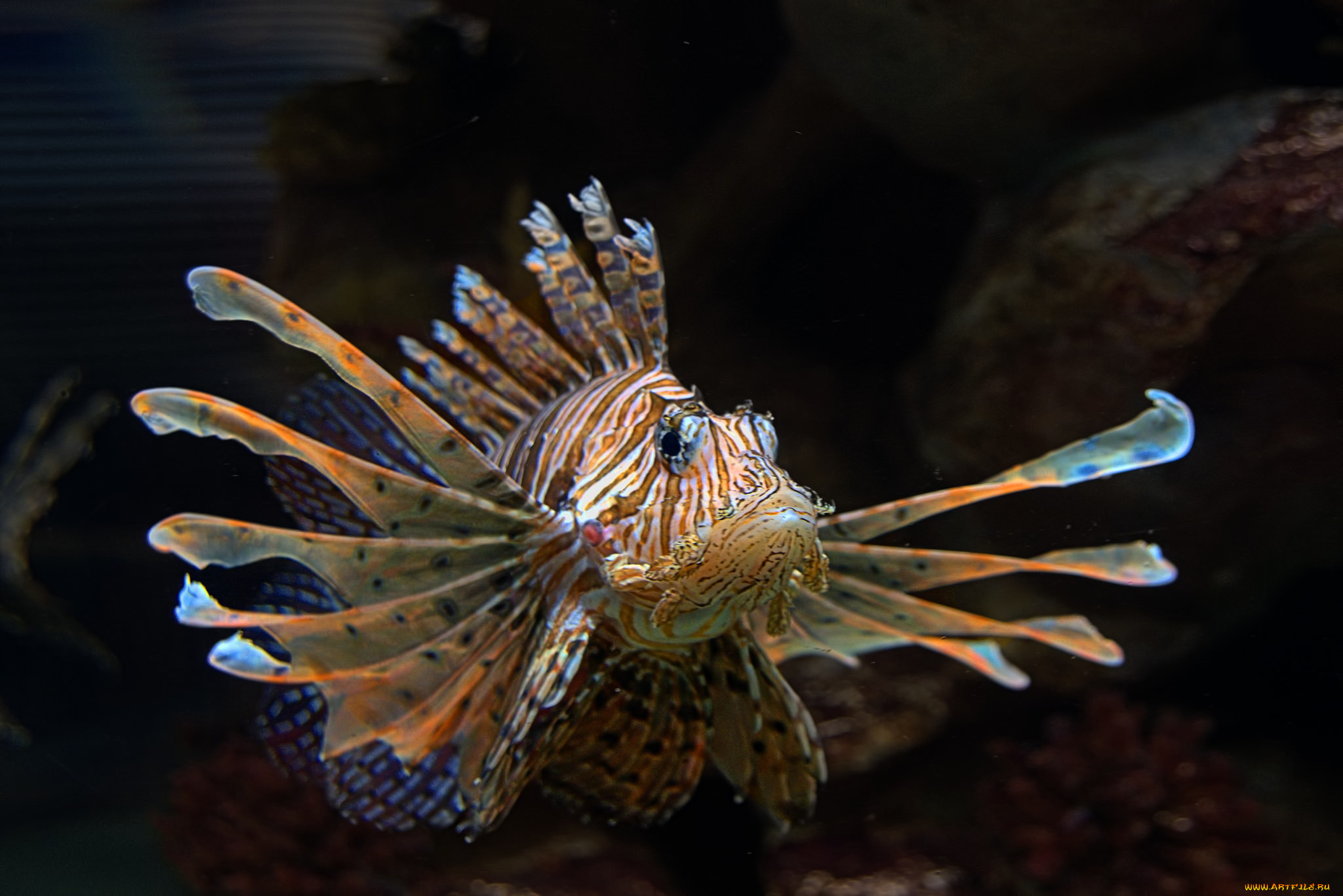 животные, рыбы, рыбка